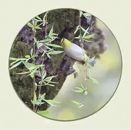 國際生物多樣性日丨三垟濕地版&ldquo;生物圖鑒&rdquo;，請收好