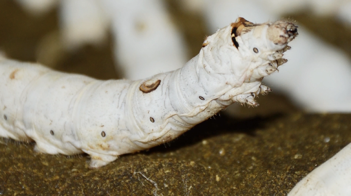 吃&ldquo;餅干&rdquo;的蠶寶寶