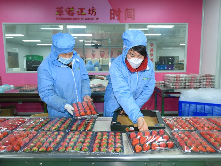 浙江建德：草莓點亮當?shù)亟?jīng)濟