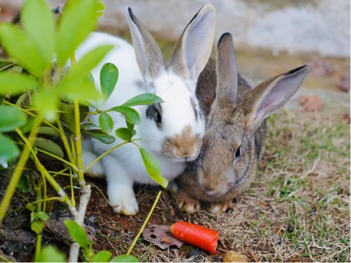組圖 | 兔年賞兔 前&ldquo;兔&rdquo;似錦
