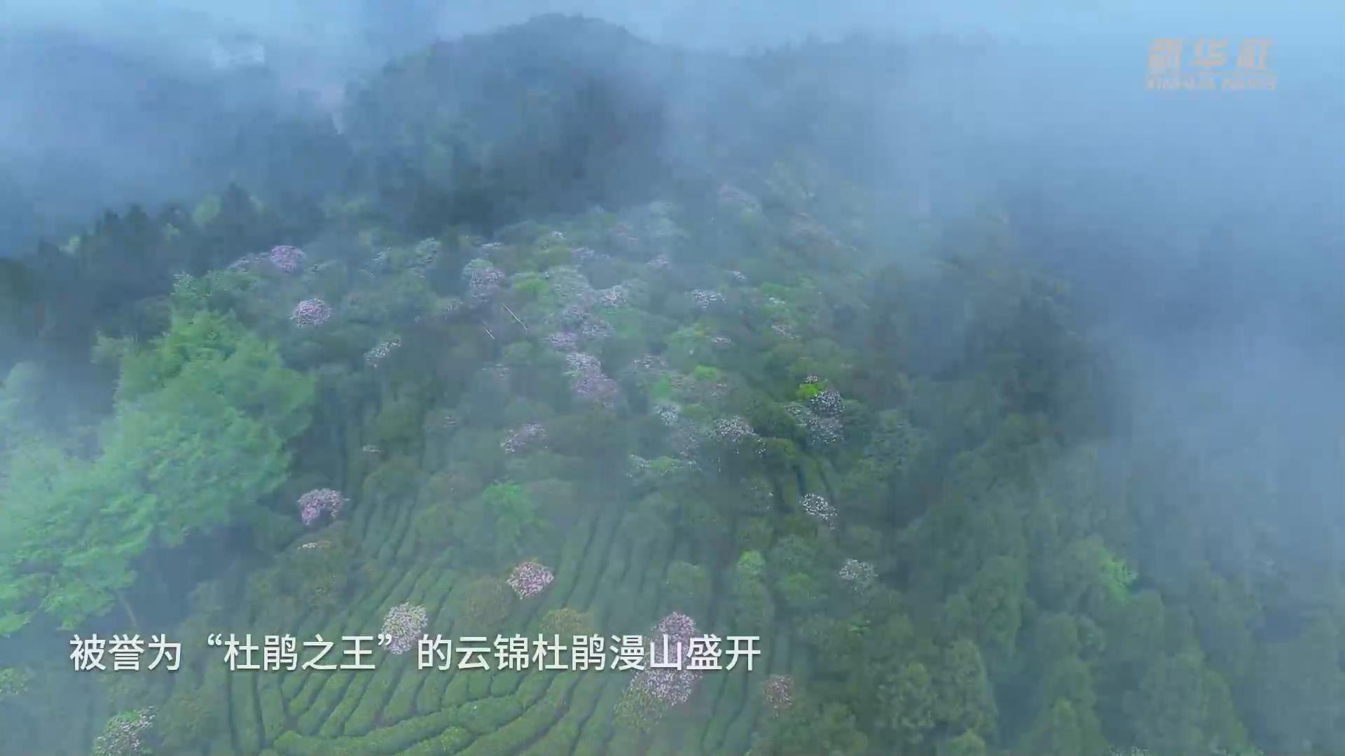 2023浙江森林旅游節(jié)暨第25屆天臺山云錦杜鵑節(jié)開幕