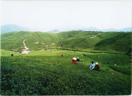 &ldquo;三茶&rdquo;統(tǒng)籌 余杭破局