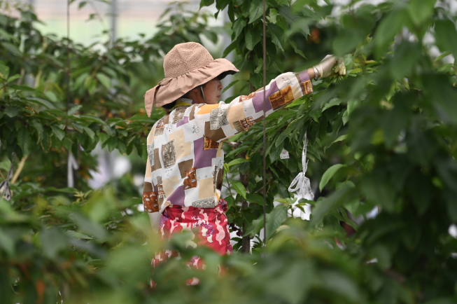 畬鄉(xiāng)&ldquo;水果共富工坊&rdquo;的大櫻桃熟了