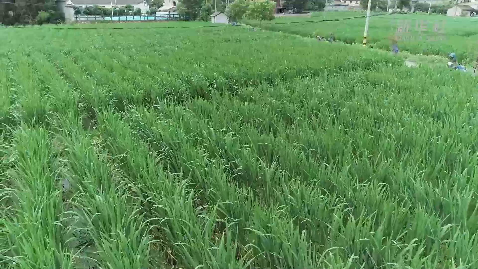 浙江湖州：茭白迎來豐收季 農(nóng)戶喜獲&ldquo;共富果&rdquo;