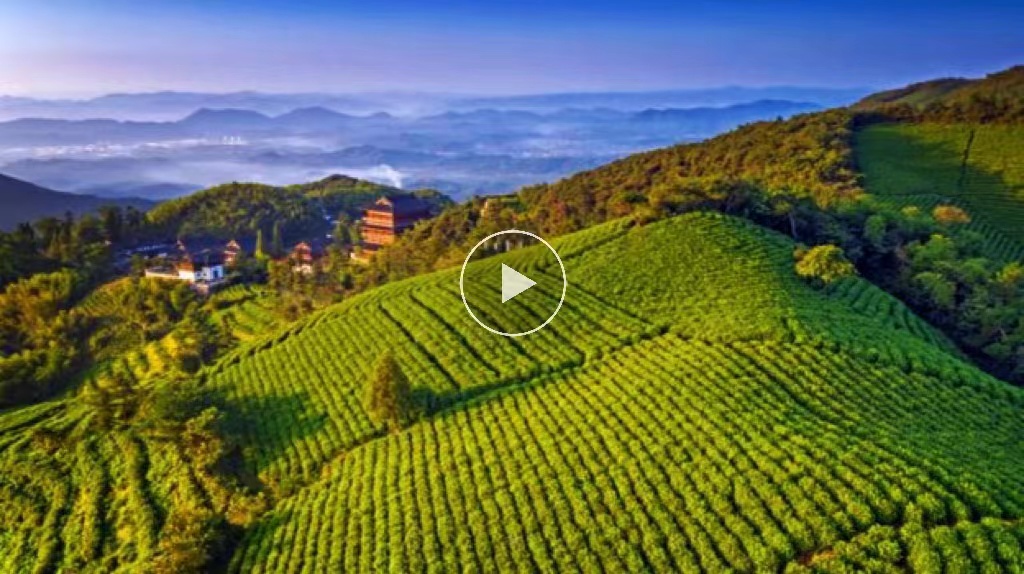 你知道徑山茶嗎？